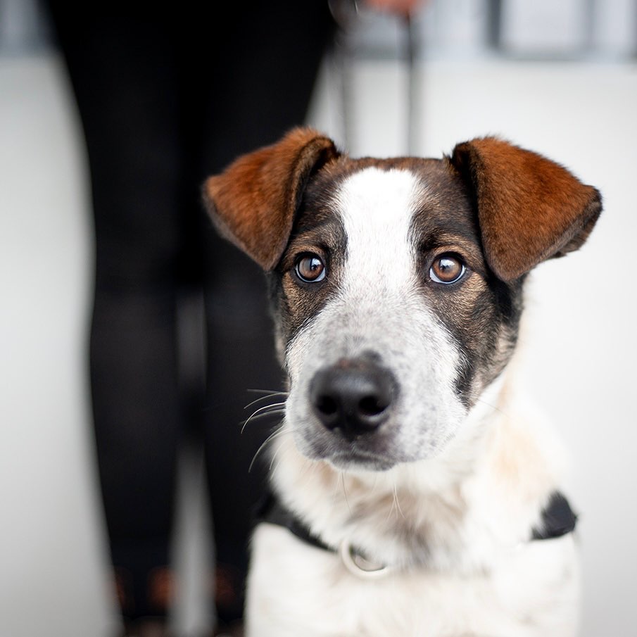 🐾 RICO 🐾 photo 3