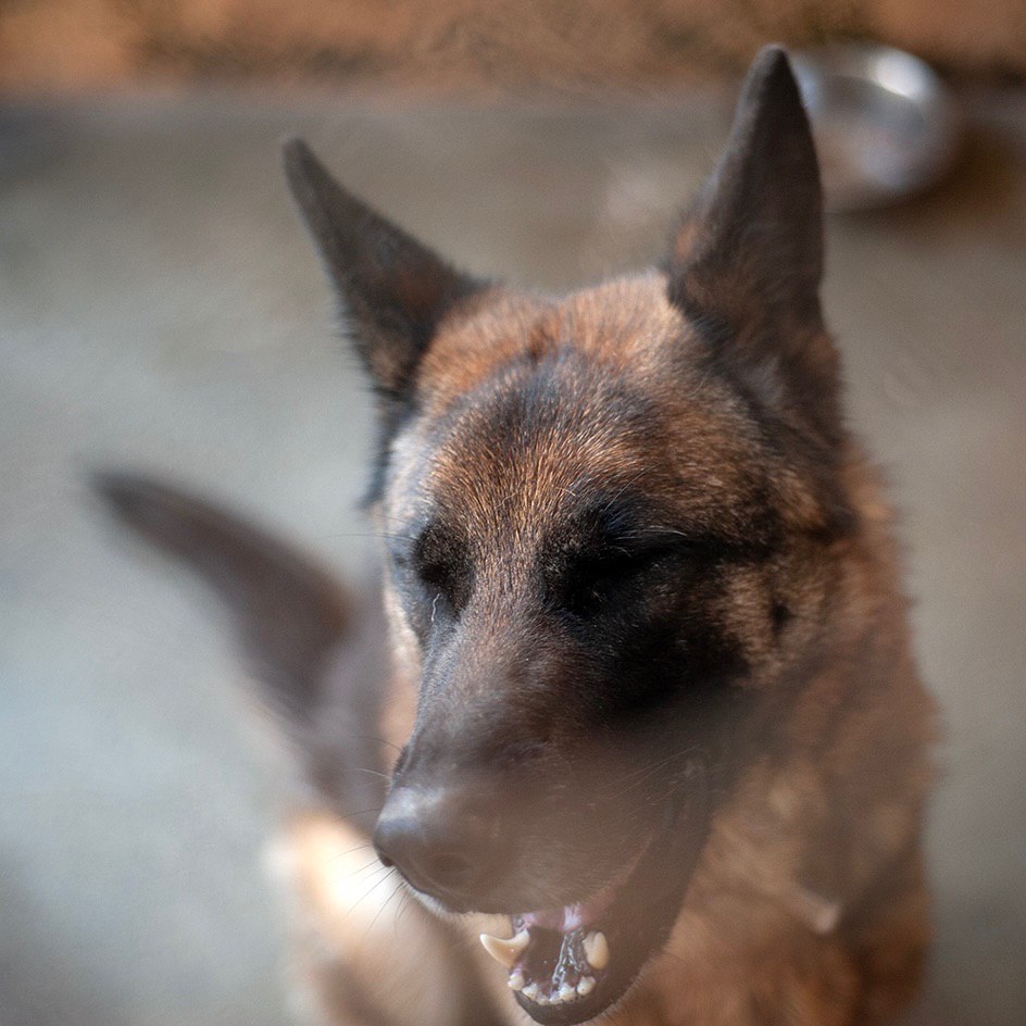 🐾 THOR🐾 photo 2