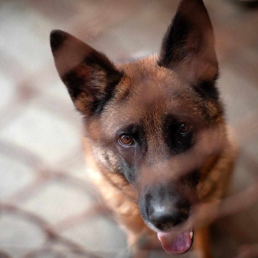 🐾 THOR🐾 photo 3