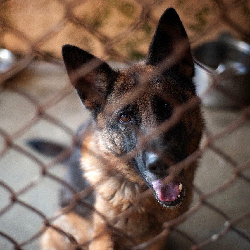 🐾 THOR🐾 photo 4