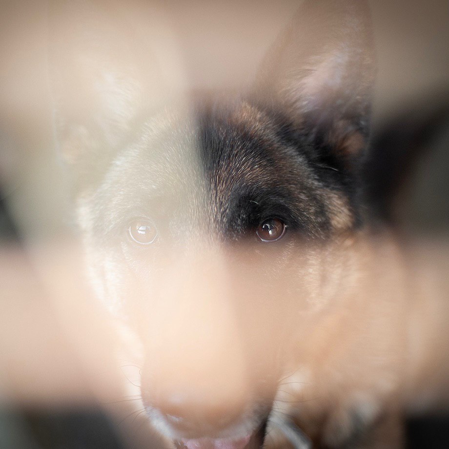 🐾 THOR🐾 photo 5