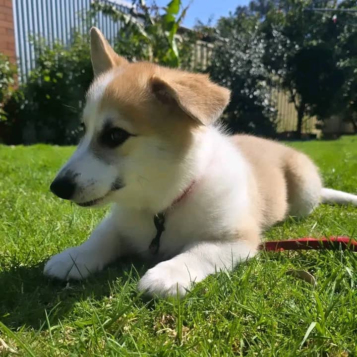 🐾 Nova 🐾 photo 2