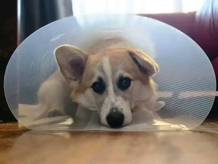 🐾 Nova 🐾 photo 3